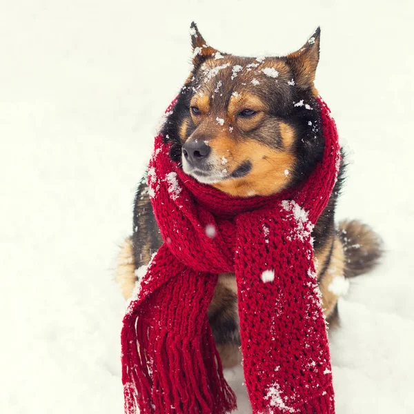 一只狗和围巾绑在脖子上 坐在雪的肖像 — 图库照片