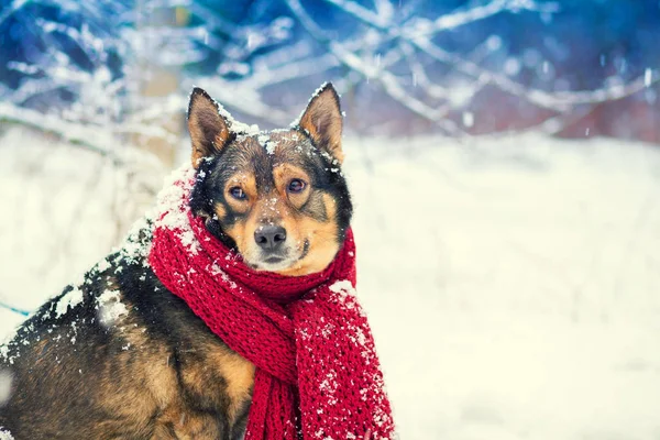 Portrait Dog Knitted Scarf Tied Neck Walking Blizzard Forest — Stock Photo, Image