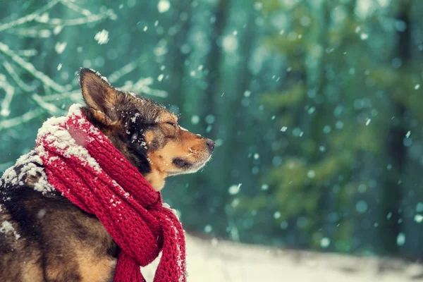 狗用针织围巾的画像挂在颈项在暴雪在森林里散步 — 图库照片
