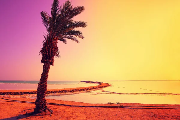 Mrtvé Moře Pobřeží Palmami Magické Sunrise — Stock fotografie