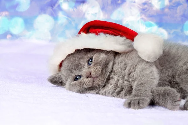 Portrét Koťátko Santa Klobouk Ležící Proti Vánoční Pozadí — Stock fotografie