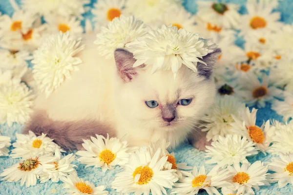 Aranyos Sziámi Cica Pihen Virágok — Stock Fotó