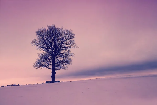 Arbre Sur Champ Neigeux Lever Soleil — Photo