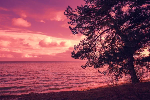 紫の夕日で海の近くの松の木 — ストック写真