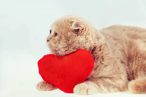 Pliegue Escocés Gato Abrazando Rojo Forma Corazón Almohada —  Fotos de Stock