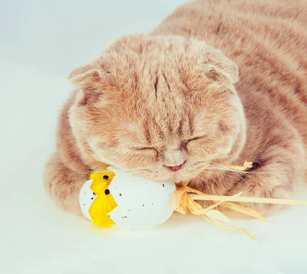 Retrato Gato Durmiendo Huevo Pascua Con Gallina Juguete — Foto de Stock