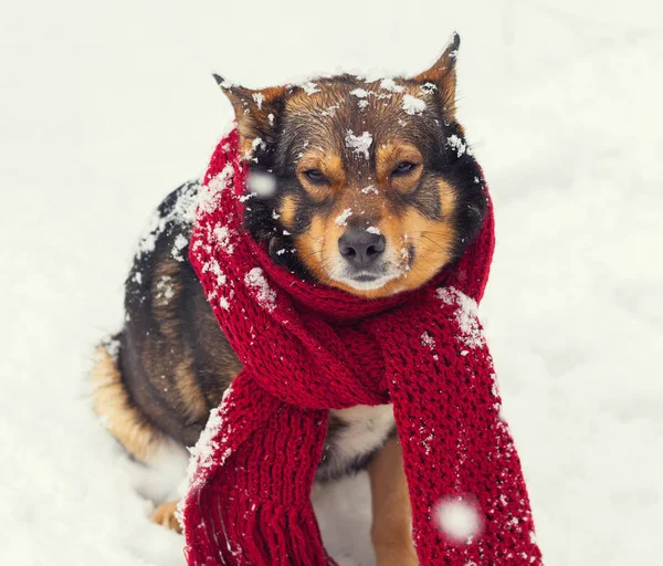 Portret Van Een Hond Met Sjaal Gebonden Rond Hals Zitten — Stockfoto