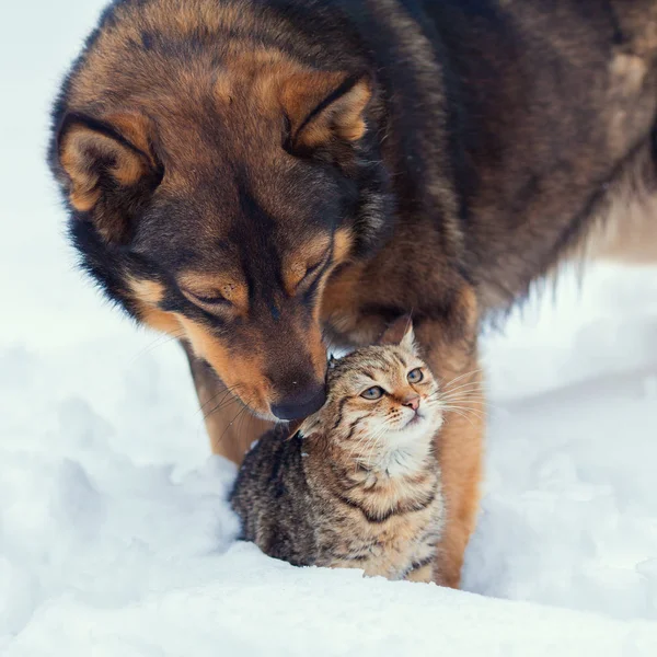 可爱的场面 照顾这只猫在雪地里的狗 — 图库照片