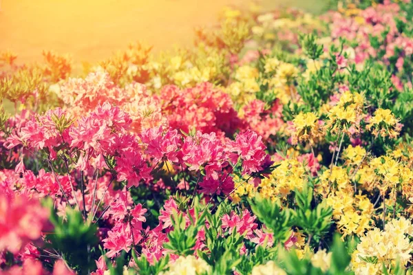 Vintage Kleurrijke Rhododendron Bloemen Tuin — Stockfoto