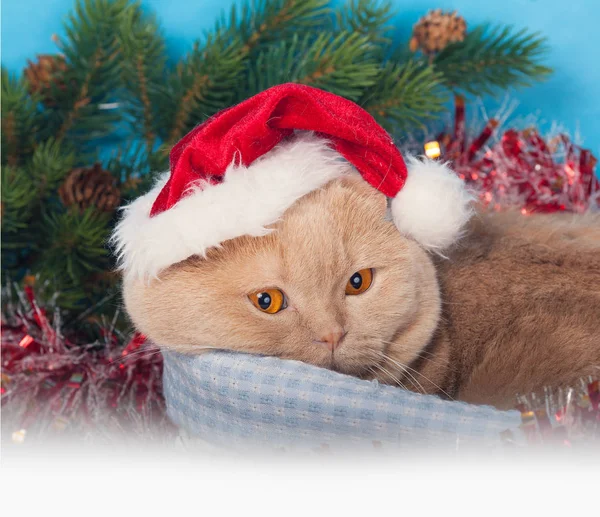 Dragen Kerstmuts Liggen Een Mandje Van Kat — Stockfoto