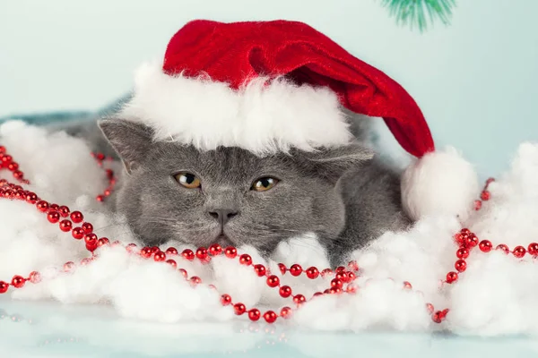 Porträtt Kattunge Santa Hatt — Stockfoto