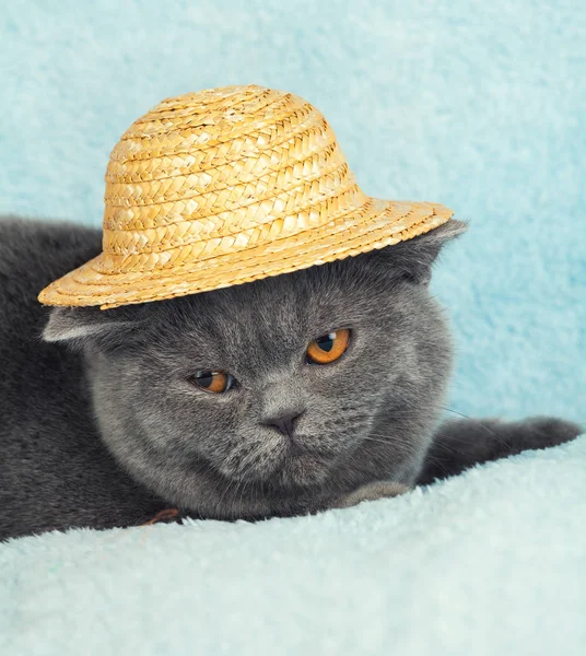 Chat Britannique Bleu Portant Chapeau Paille — Photo