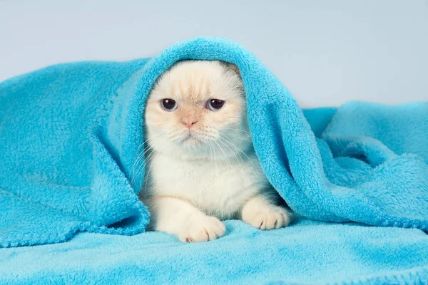 Niedliches Kleines Kätzchen Lugt Unter Der Weichen Warmen Blauen Decke — Stockfoto