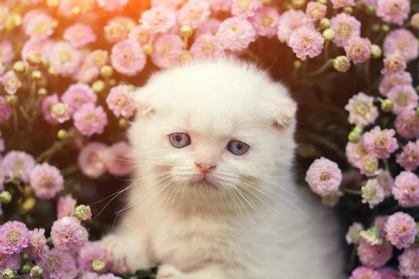 Söta Lilla Vita Scottish Fold Kattunge Sitter Blomma Äng — Stockfoto