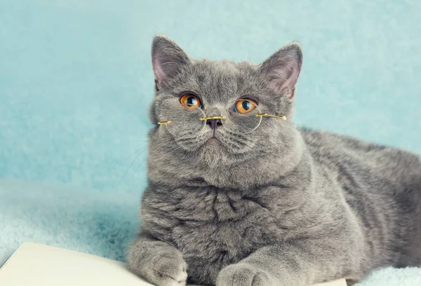 Een Blauwe Britse Kat Een Bril Liggend Het Boek Opzoeken — Stockfoto