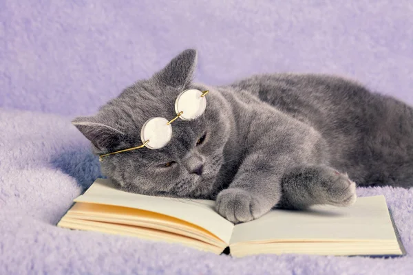 一只蓝色的英国猫戴着眼镜睡在书上 — 图库照片