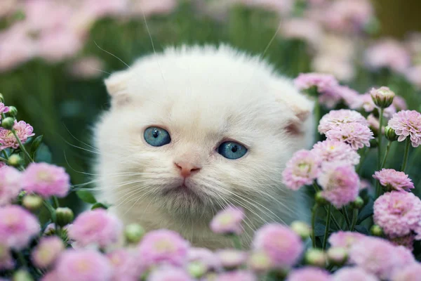 可爱白色苏格兰折耳猫的小猫坐在草地上的花 — 图库照片