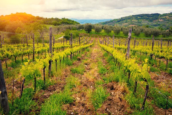 Wijngaard Toscane Italië — Stockfoto