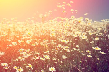 Vintage yabani papatya çiçekler. Gün batımı ışıkta çiçek açması çayır