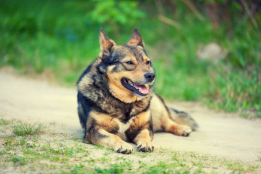 Yaz aylarında toprak yolda yalan köpek.