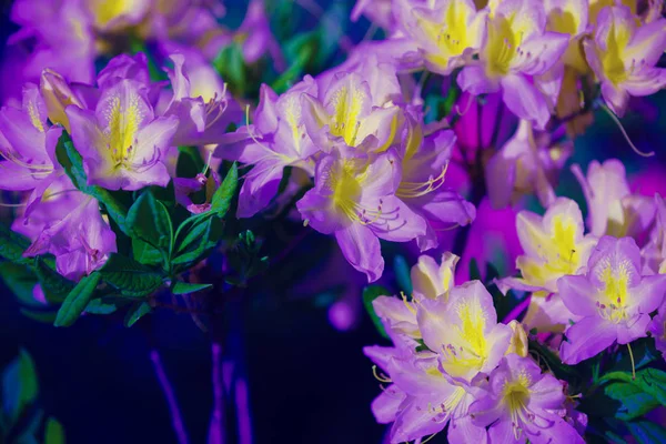 Θάμνος Της Rhododendron Λουλούδια Στον Κήπο — Φωτογραφία Αρχείου