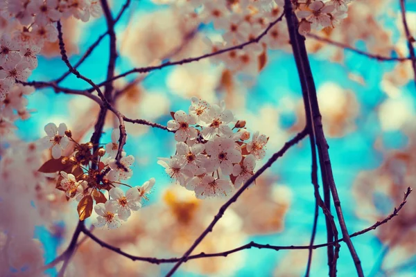 Vintage Blossoming Orchard Branches Cherry Flowers Blue Sky — Stock Photo, Image