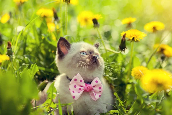 Kleine Kitten Strikje Wandelen Paardebloem Bloemen Dragen — Stockfoto