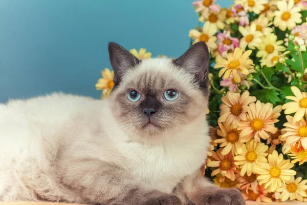 Porträt Eines Niedlichen Siamesischen Kätzchens Das Neben Blumen Liegt — Stockfoto
