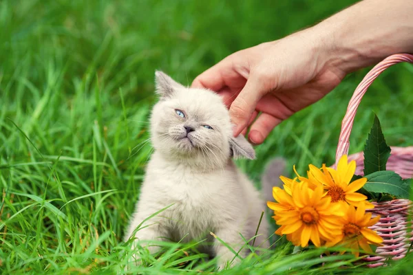 Glückliches Kleines Kätzchen Das Neben Einem Korb Mit Blumen Auf — Stockfoto