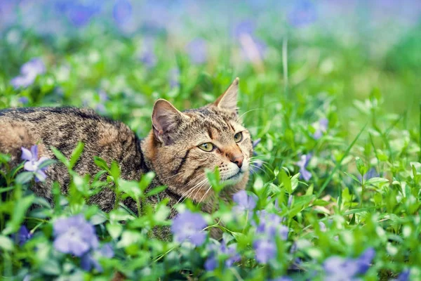 Милая Кошка Лежит Лужайке Цветком Голове — стоковое фото