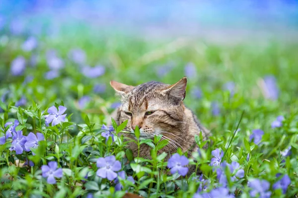 Cute Cat Lying Periwinkle Lawn — Stock Photo, Image