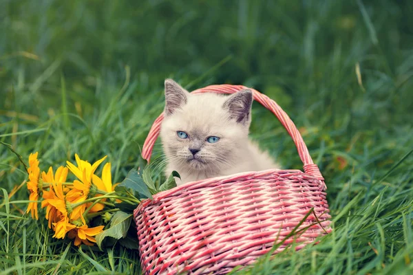 Glad Liten Kattunge Sitter Nära Korgen Med Blommor Gräset — Stockfoto