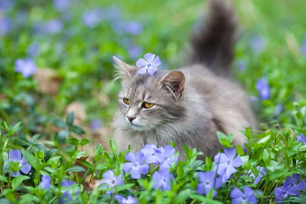 Cute Siberian Cat Lying Periwinkle Lawn Flower Head — Stock Photo, Image