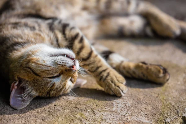 Retrato Gato Dormido Feliz — Foto de Stock