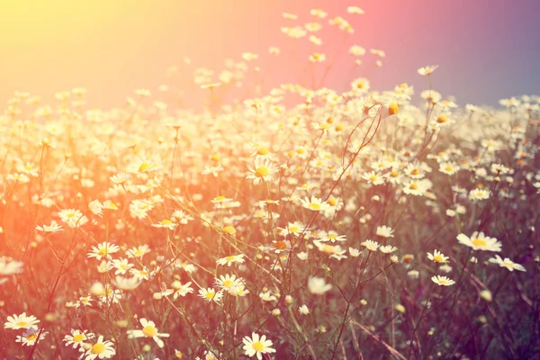 Vintage yabani papatya çiçekler. Gün batımı ışıkta çiçek açması çayır