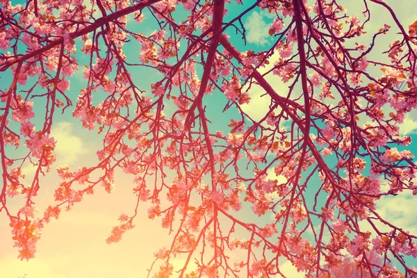 Vintage Blossom Almafa Napkeltekor Tavaszi Természetes Háttér — Stock Fotó