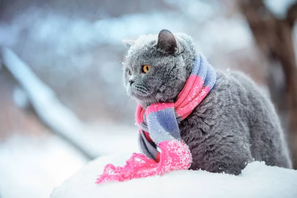 Ritratto Moda Gatto Che Indossa Sciarpa Maglia Inverno Nevoso — Foto Stock