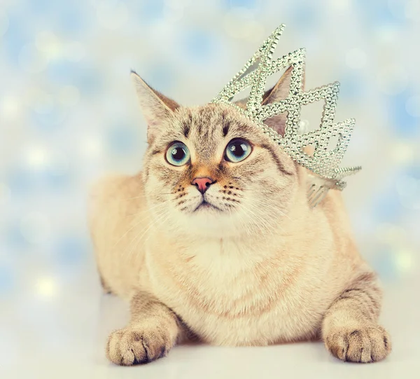 Christmas Concept Cat Crown — Stock Photo, Image