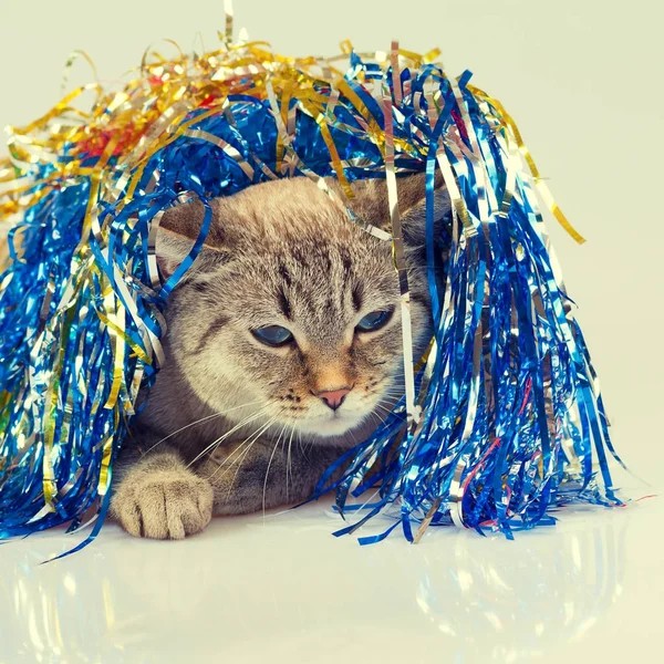 Cat Cowered Christmas Tinsel — Stock Photo, Image