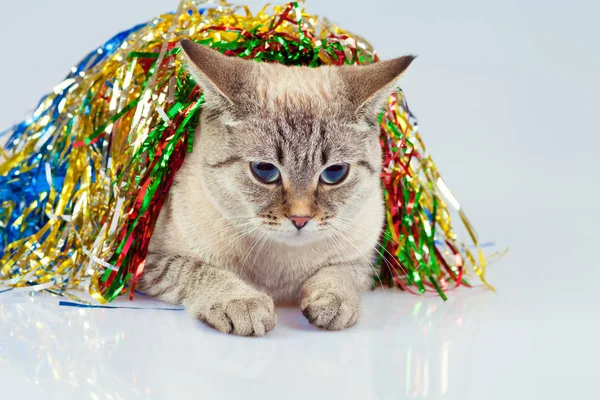 Gato Coberto Com Ouropel Natal — Fotografia de Stock
