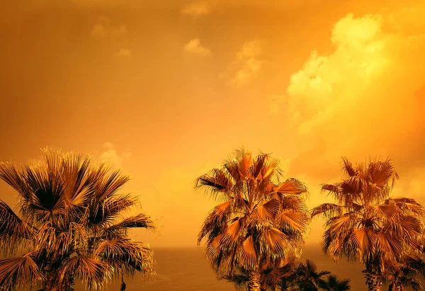 Paisagem Vintage Dourada Com Palmeiras Tropicais Contra Mar Céu Pôr — Fotografia de Stock