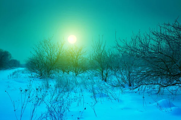 雪に覆われた冬の凍るような雪の朝にリンゴの果樹園の日の出 — ストック写真