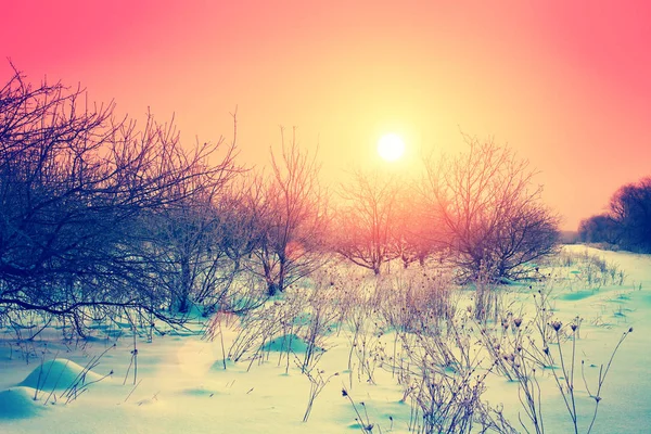 Sonnenaufgang Über Dem Apfelgarten Einem Frostigen Verschneiten Morgen Verschneiten Winter — Stockfoto