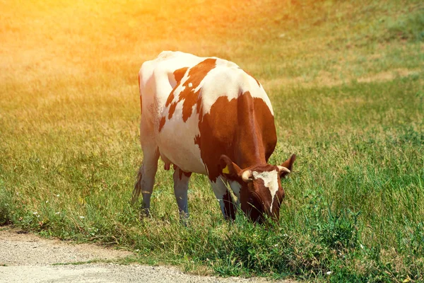 Kuh Weidet Auf Einer Grünen Wiese Stockbild