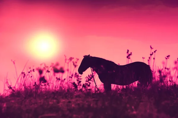 Horse Silhouette Tall Grass Purple Sunrise Early Morning Meadow — Stock Photo, Image