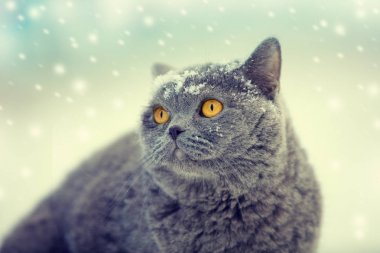 Mavi bir İngiliz shorthaired kedi içinde belgili tanımlık kar kar yağışı açık yürüyüş portresi