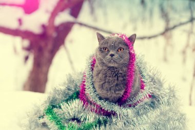 Mavi bir İngiliz shorthaired kedi renkli Noel tinsel içinde dolaşmış portresi. Açık karda yürüyen kedi