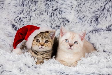 İki küçük yavru kedi giyen Santa şapka kabarık battaniye var yalan