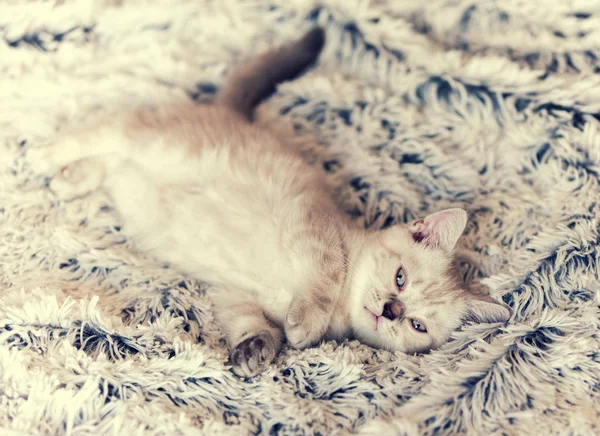 Niedliches Siamesisches Kätzchen Liegt Auf Einer Decke — Stockfoto