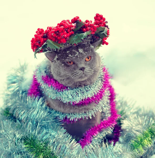 Porträt Einer Blauen Britischen Kurzhaarkatze Gekrönt Mit Weihnachtskranz Umhüllt Von — Stockfoto